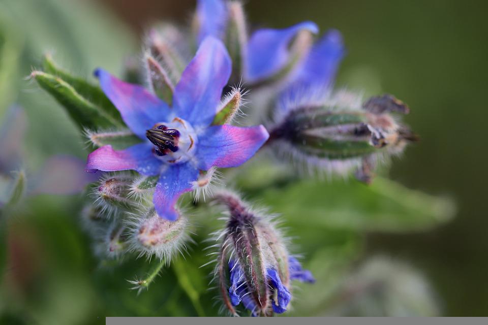 Bourrache peau : découvrez les bienfaits de cette fleur