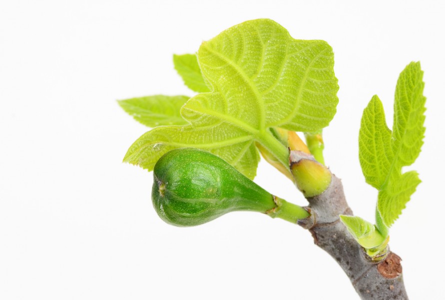 himmelen-Bourgeon de figuier : tout savoir sur ses bienfaits