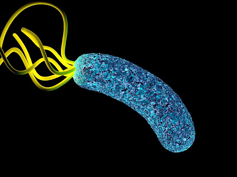 Helicobacter pylori traitement naturel : quels sont-ils ? 