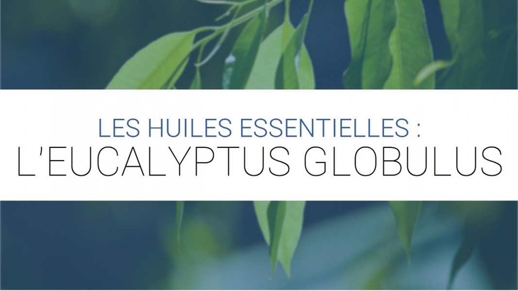 Eucalyptus : en quelle circonstance l'utiliser ?