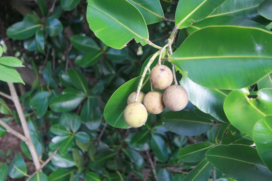 himmelen-Huile de Tamanu : l'huile miracle de Polynésie