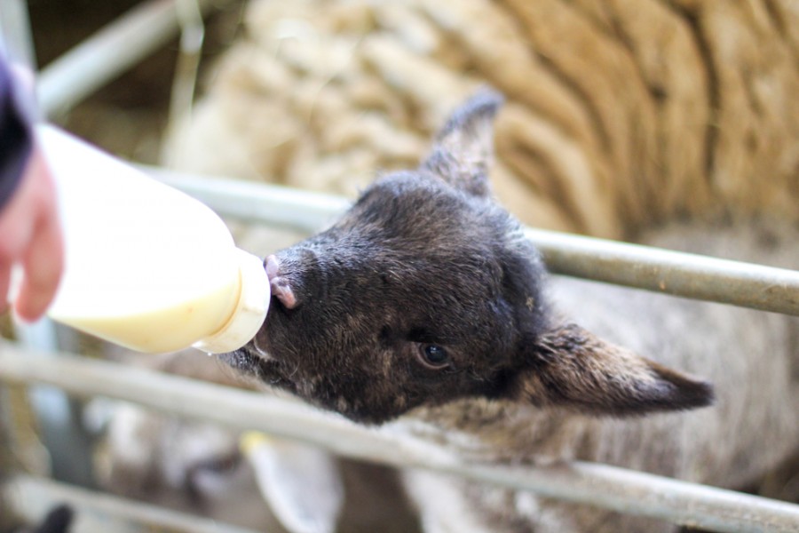 himmelen-Lait de brebis : quels sont ses bienfaits ?