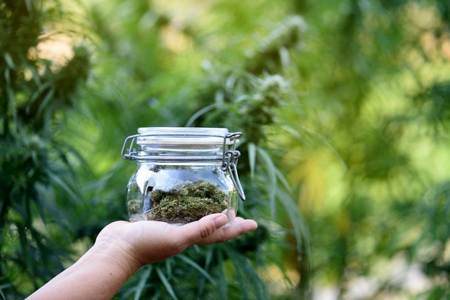 himmelen-Les propriétés médicinales des fleurs de CBD que vous ne connaissiez pas (encore)
