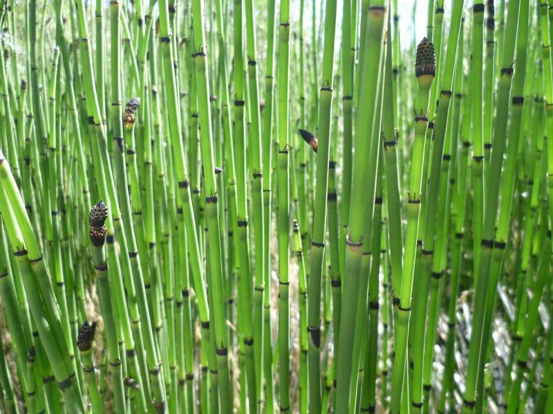 Prele du japon : une plante qui apporte un sentiment de bien être.