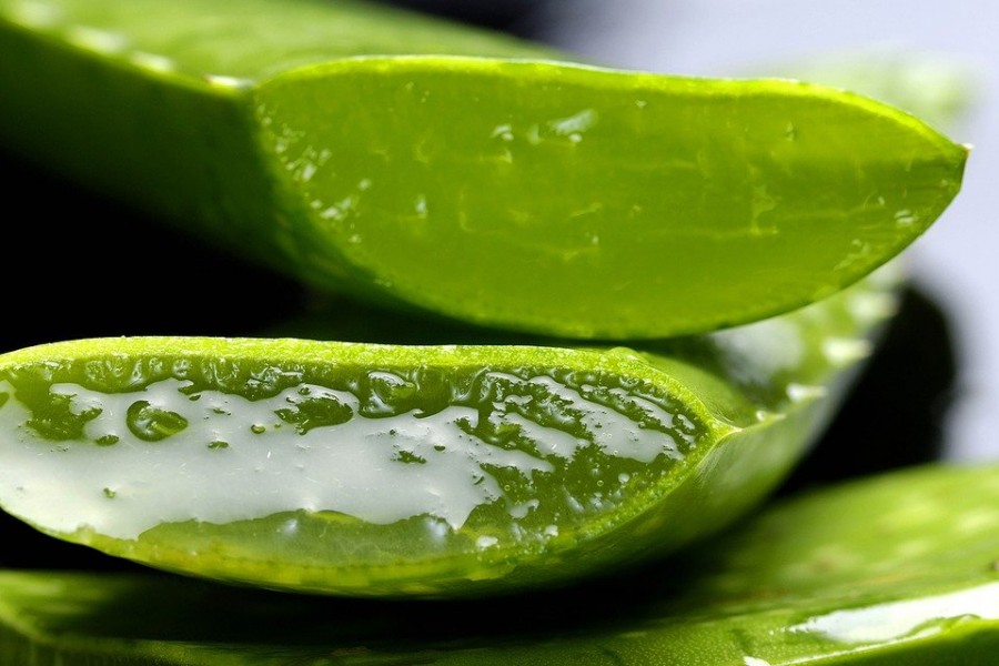 Plante d'aloe vera : comment l'entretenir ?